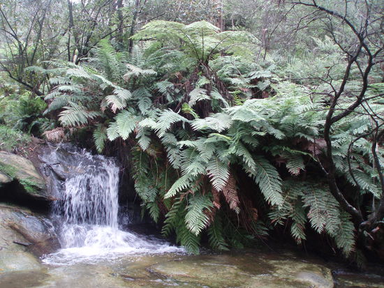 Die Leura Cascades sind eine ganze Reihe kleiner Wasserfälle