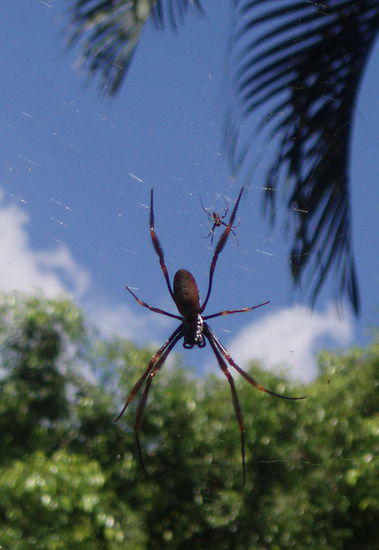Endlich habe ich nun auch eine handtellergroße Spinne gesehen und kann den Horrorgeschichten in Deutschland Nahrung geben 