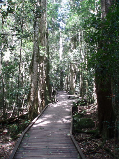 Dieser Boardwalk und ein dazugehöriger Tree Top Walk sind ein paar ältere Vertreter ihrer Art, angelegt in den Achtzigern und komplett aus Holz! So kann man den wunderschönen Wald perfekt erkunden.