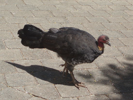 Bush Turkey