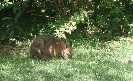 Ein Pademelon