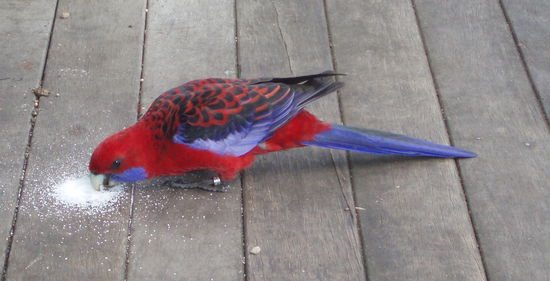 Crimson Rosella macht sich über etwas verschütteten Zucker her