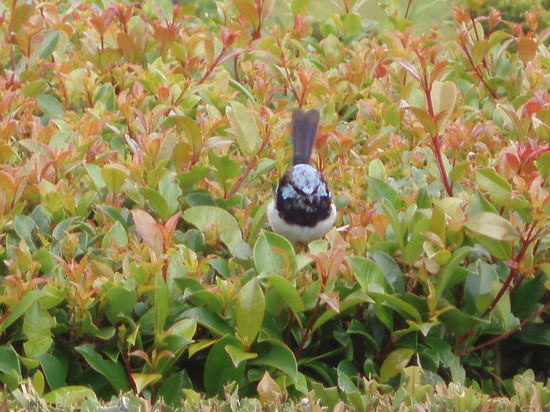 Endlich habe ich es geschafft, einen Blue Wren zu fotografieren - diese kleinen blauen Vögel habe ich schon oft bewundert, aber nie vor die Linse bekommen. Einfach nur süß und wunderschön!