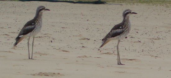 Bush stone curlew (Langschwanztriel)