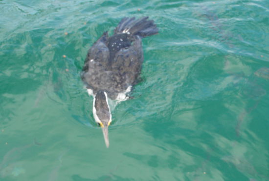 Und wieder Kormorane - wenigstens diese geschickten Fischer ließen sich nicht vom Regen vertreiben!
