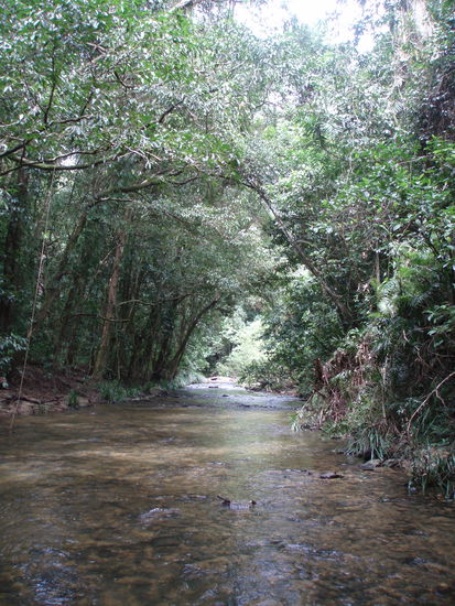 Der Bach, der die Niau Falls speist