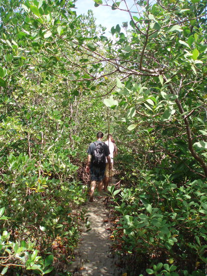 Trampelpfad durch die Mangroven