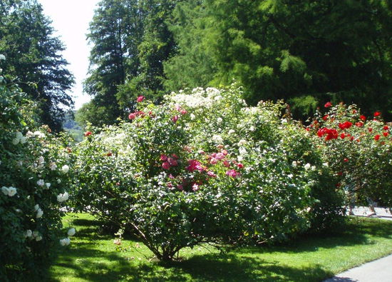 Im Rosengarten