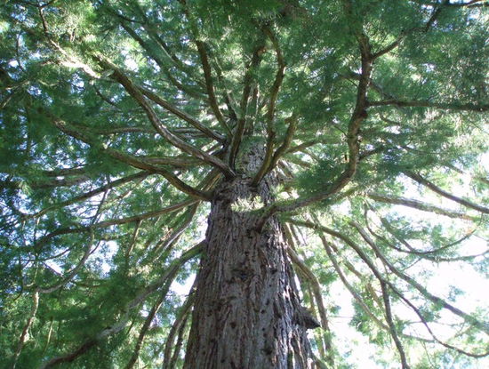 Im Arboretum, ein Areal mit riesigen Bäumen