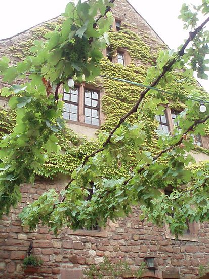 Im grünen Innenhof