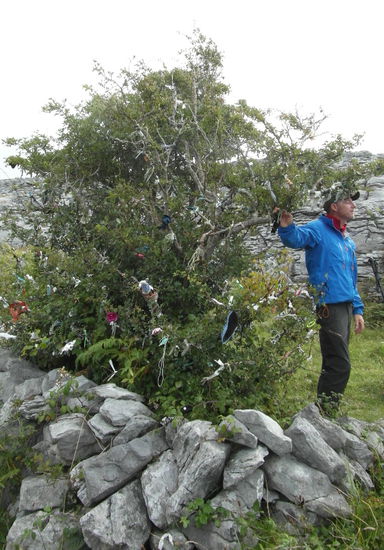 Dieser Weißdorn ist ein Fairy Tree - ein Feenbaum. Knüpft man ein Band an einen Zweig und wünscht sich etwas, dann geht der Wunsch in Erfüllung.