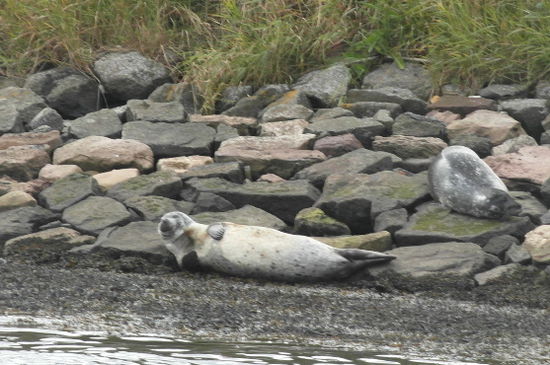 Juhu, Seehunde
