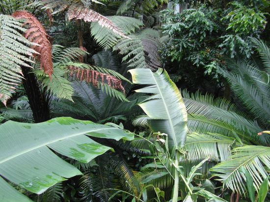 Wie in einem tropischen Regenwald!