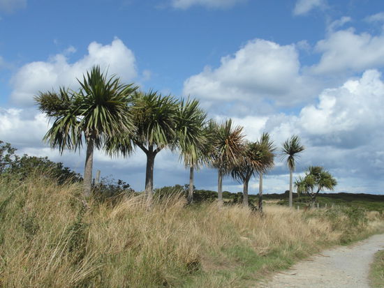 Ich wusste ja, dass in Irland Palmen wachsen, aber der Anblick war dann trotzdem skurril!