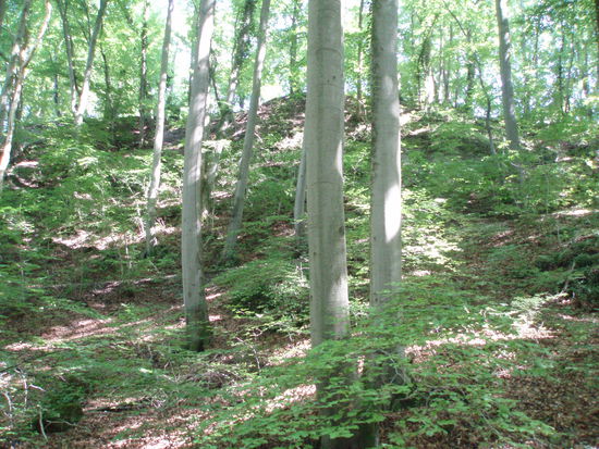 Von der Burg aus gingen wir zur Isar, um einen Spaziergang zu machen. Dies hat mir wirklich gut gefallen, der Wald war sehr grün und dicht und die frische Luft tat gut. Die Isar selbst konnte man nicht wirklich sehen, da der Wanderweg etwas oberhalb ist.