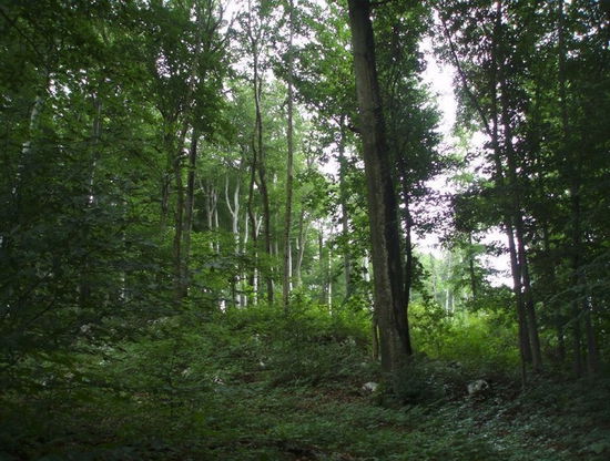 Nun geht es weiter hinauf auf den Berg durch einen schönen Buchenwald