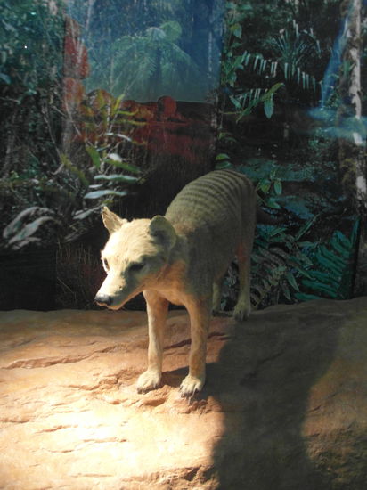 Der Australienbereich beschränkt sich leider auf ein paar ausgestopfte Tiere. Das mag ich überhaupt nicht. Nur hier blieb ich kurz stehen: Ein ausgestopfter Tasmanischer Tiger. Leider starb diese Tierart 1936 aus, das letzte Exemplar verstarb im Beaumaris-Zoo in Hobart - vor dem Tor stand ich 2010 und fand die ganze Geschichte genauso traurig wie jetzt..