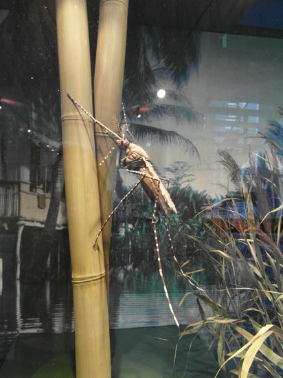 Gruselig: Ein 50:1-Modell einer Malaria-Mücke...