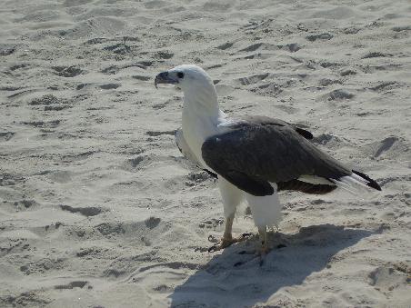 der Strandadler...