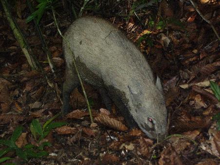 Wildschwein bei der Futtersuche