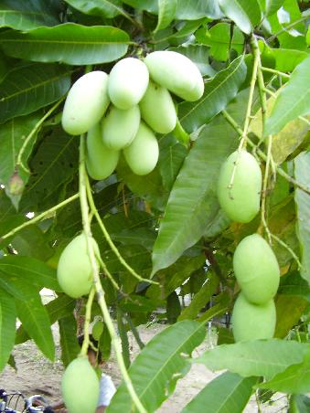 Mangos gibt es hier ueberall