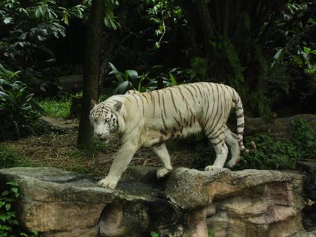 Singapore Zoo