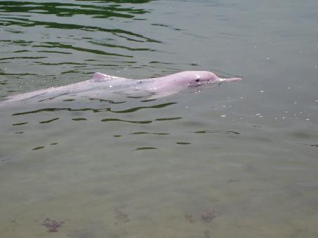 hier sieht man es besser. PINK