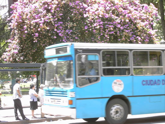 solange bis der Bus kommt... Und das Beste: Hier draengelt wirklich niemand. Die Argentinier sind es gewoehnt. Denn nachdem es hier kein Internet- oder Telefonbanking gibt, steht man hier jeden Morgen vor seiner Bank Schlange..