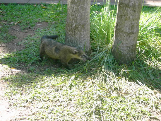 Roland trifft Verwandte  Ein waschechter Nasenbaer...