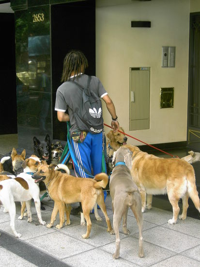 Mein neuer Traumjob. Nur für den Fall, dass ich daheim nichts vergleichbares finde  Professioneller Gassi-Gänger...