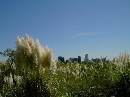 Kontrastreicher Blick auf BA´s Hochhauslandschaft vom "Reserva Ecologica Costanera Sur"!