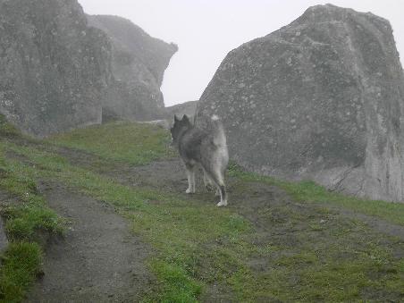 Ein treuer Weggefaehrte nahm sich unser an und fuehrte uns durch den Dunst auf 2400m Hoehe...