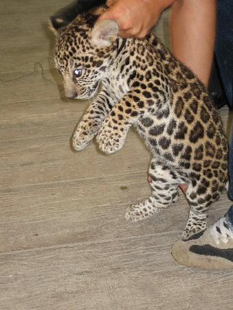 Baby Leopard im Zoo von Chiang Mai