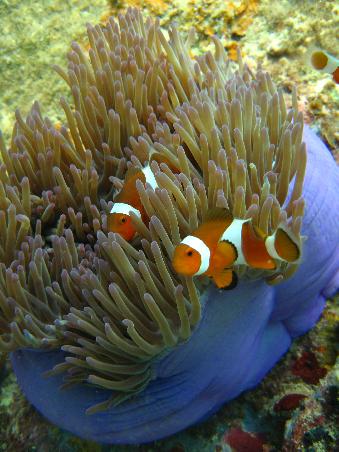 Nemos!