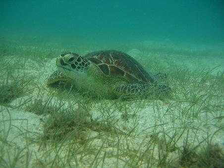 Turtle!
