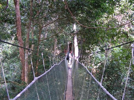 Canopy-Walkway