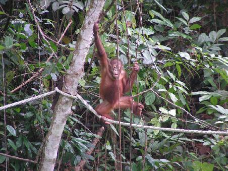 Orang Utan
