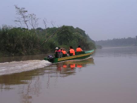 ... Orange Utans...
