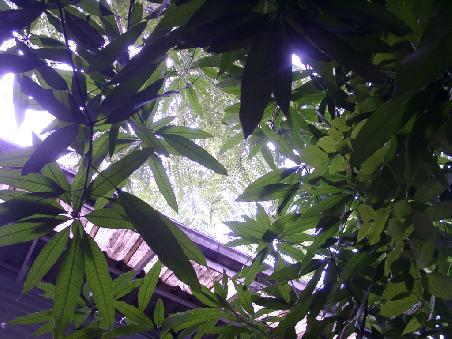 blick von unten nach oben im garten des guesthouses