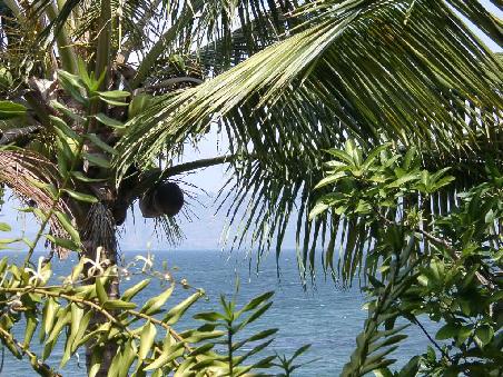 der see durch palmen hindurch