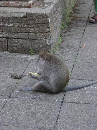 affe beim schmausen