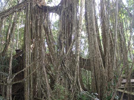 banjan tree