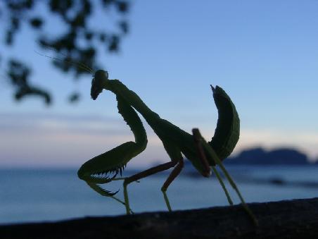 "monster" am strand