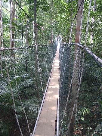 canopy walkways