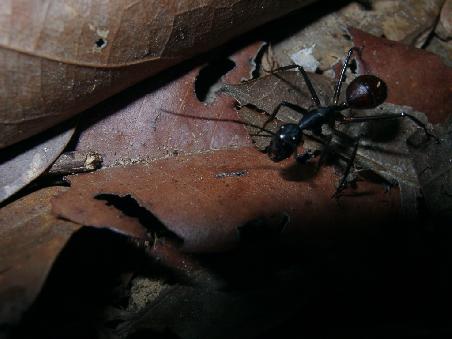 größtes tier während des aufenthalts