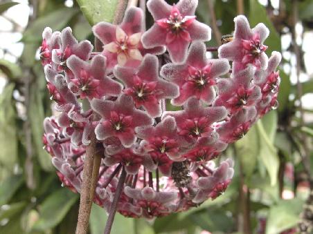 weiche blume