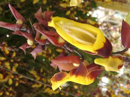 blume mit maul