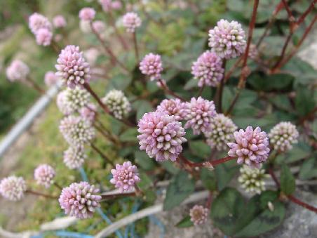 sehr kleine blume