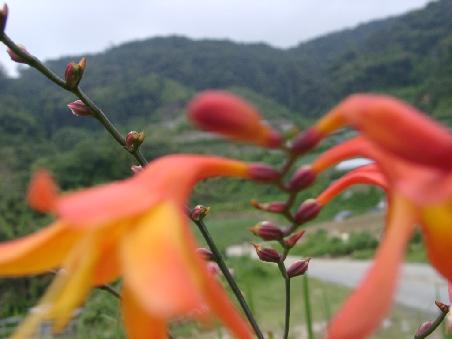 dynamische blume