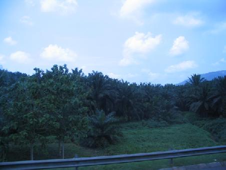 Malaysia aus dem Bus - an der Aussicht hat sich die ganzen 6 Stunden nichts geändert. Alles Palmenplantagen mit Ölpalmen.